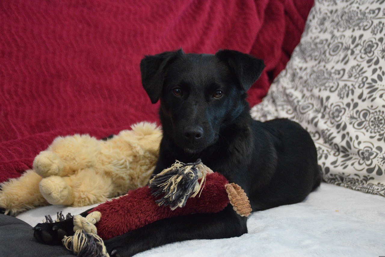 Njega psa s bolnim zglobovima tijekom hladnog vremena