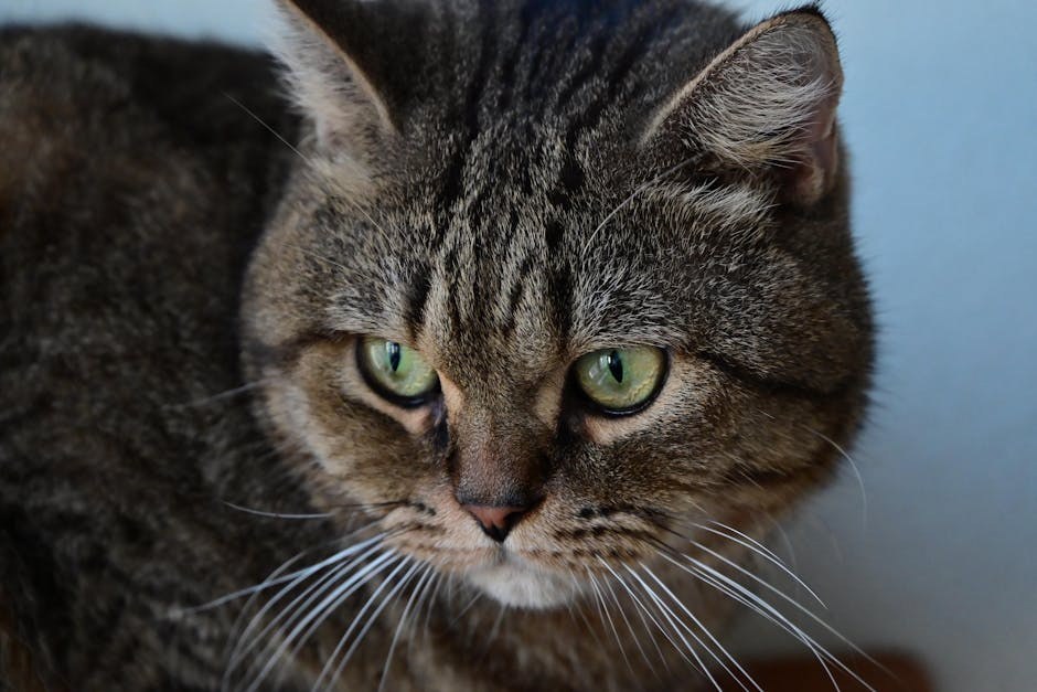 Ciste šarenice kod pasa: simptomi, uzroci i liječenje