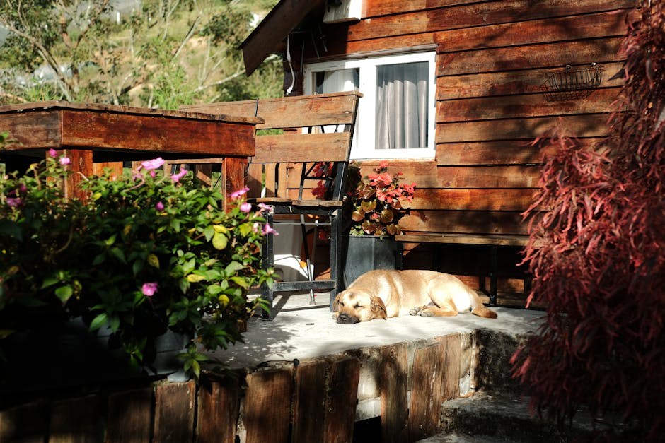 Iris bombe kod pasa: simptomi, uzroci i liječenje