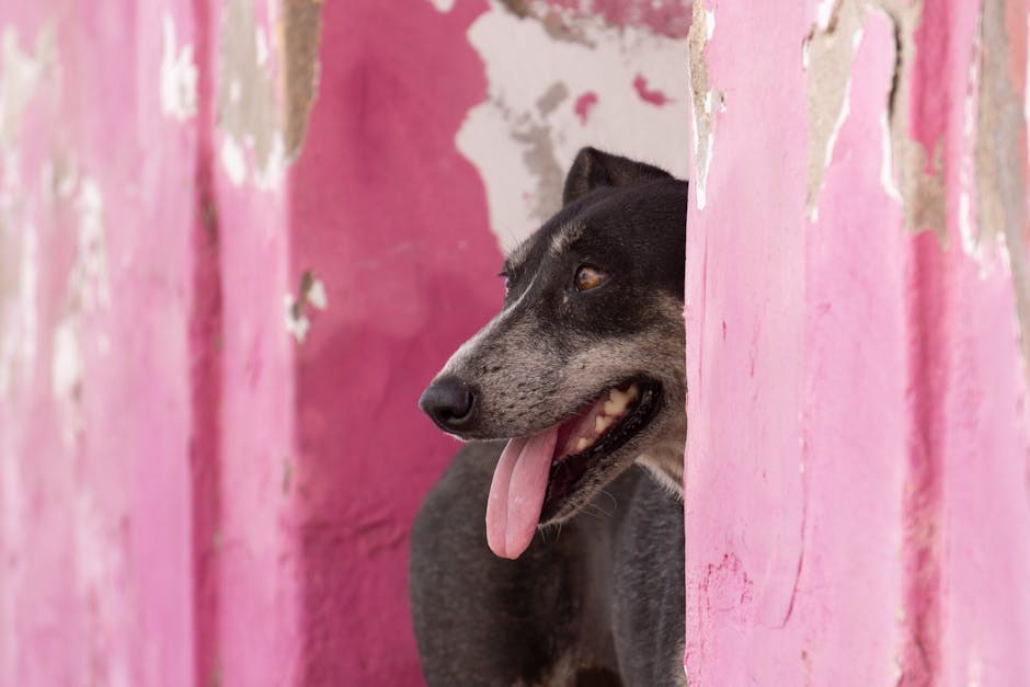 Je li sigurno koristiti vodikov peroksid za čišćenje ušiju psa?