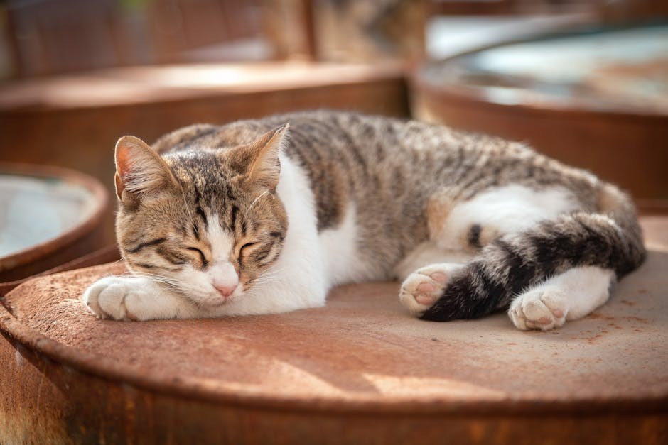 Je li sigurno koristiti vodikov peroksid za čišćenje ušiju psa?