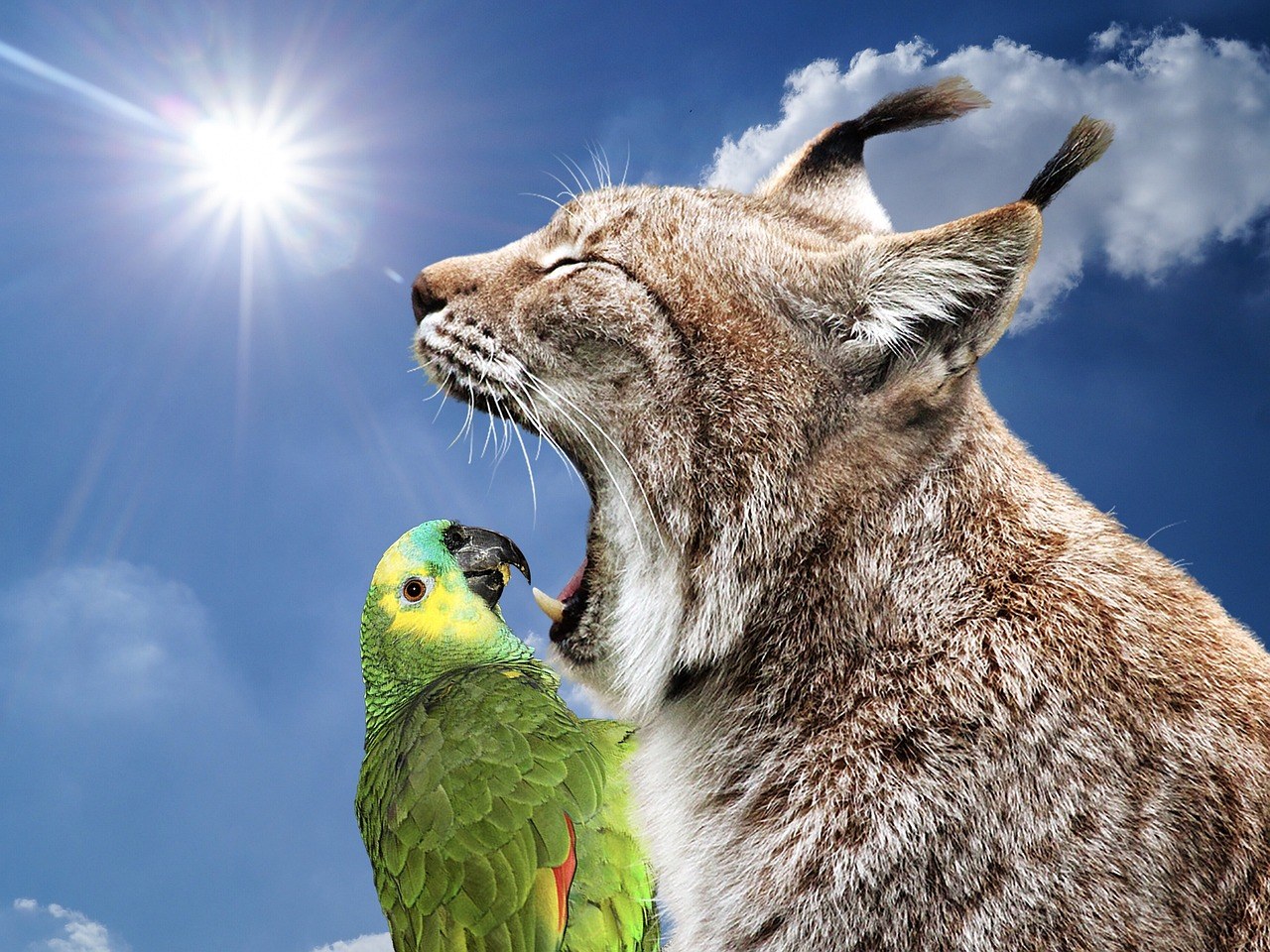 Je li sigurno koristiti vodikov peroksid za čišćenje ušiju psa?