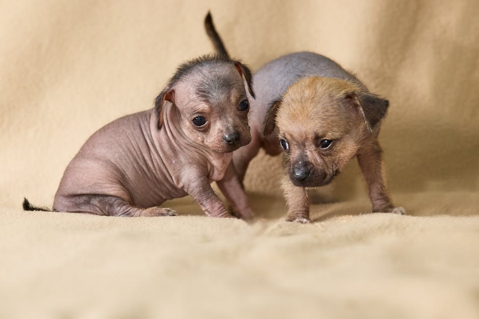 Je li sigurno koristiti vodikov peroksid za čišćenje ušiju psa?