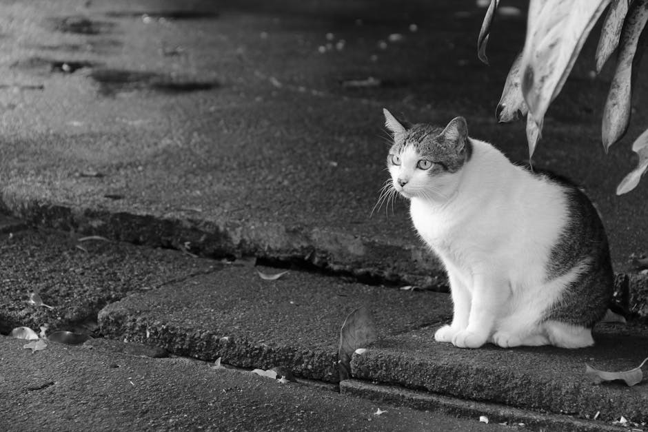 Apudom kod pasa: simptomi, uzroci i liječenje