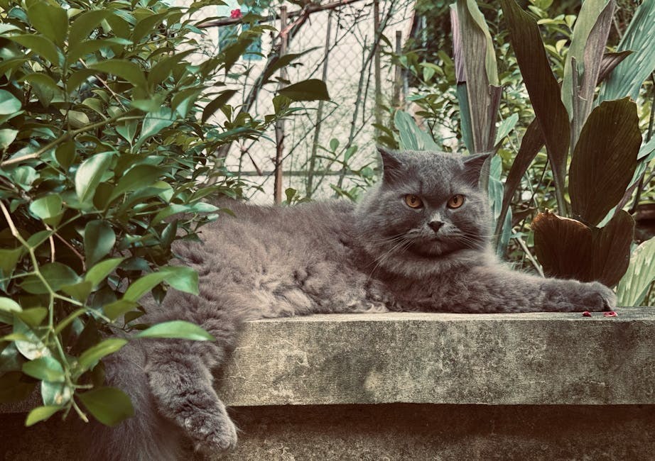 Nasljedna mišićna bolest neupalna miopatija kod labrador retrivera: simptomi, uzroci i liječenje