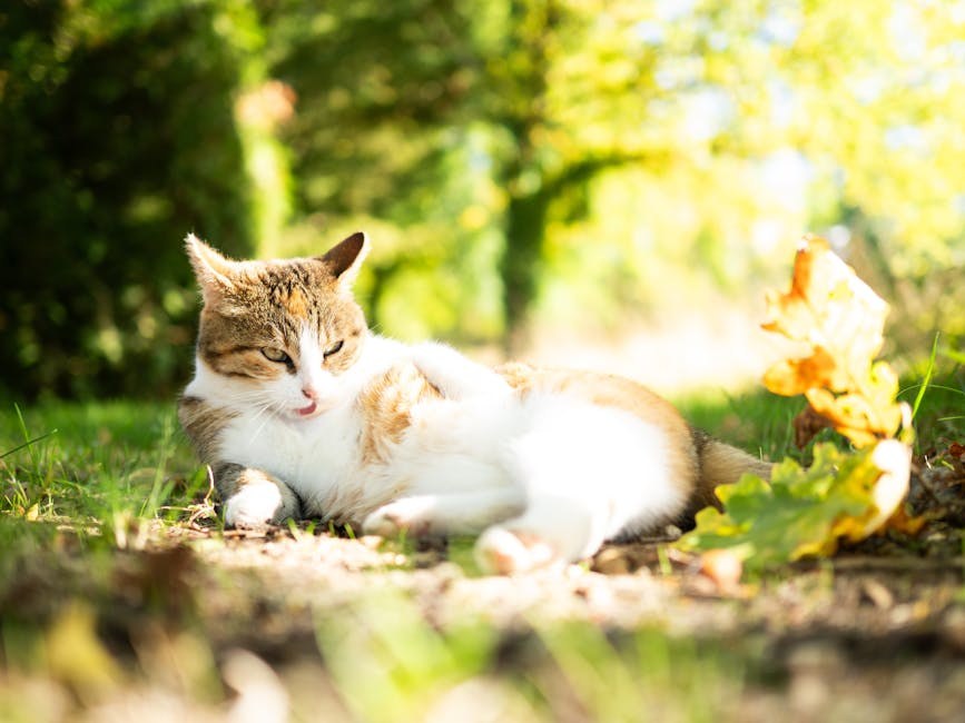 Nasljedna mišićna bolest neupalna miopatija kod labrador retrivera: simptomi, uzroci i liječenje