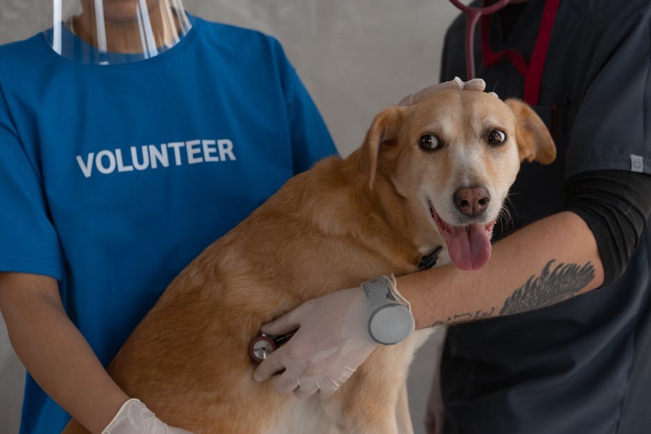 Pediatrijski poremećaji ponašanja kod pasa: simptomi, uzroci i liječenje