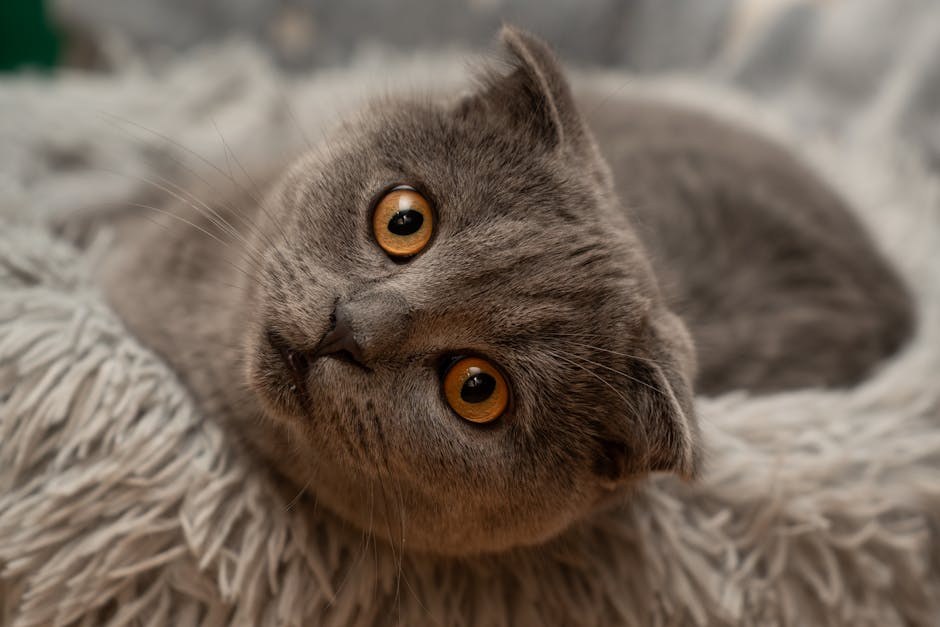 Struvitna urolitijaza kod pasa: simptomi, uzroci i liječenje