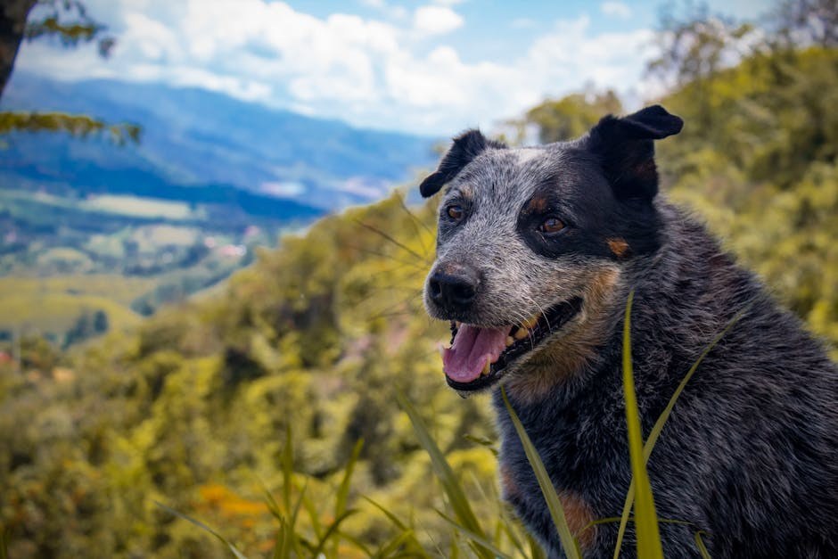 Histiocitom kod pasa: simptomi, uzroci i liječenje