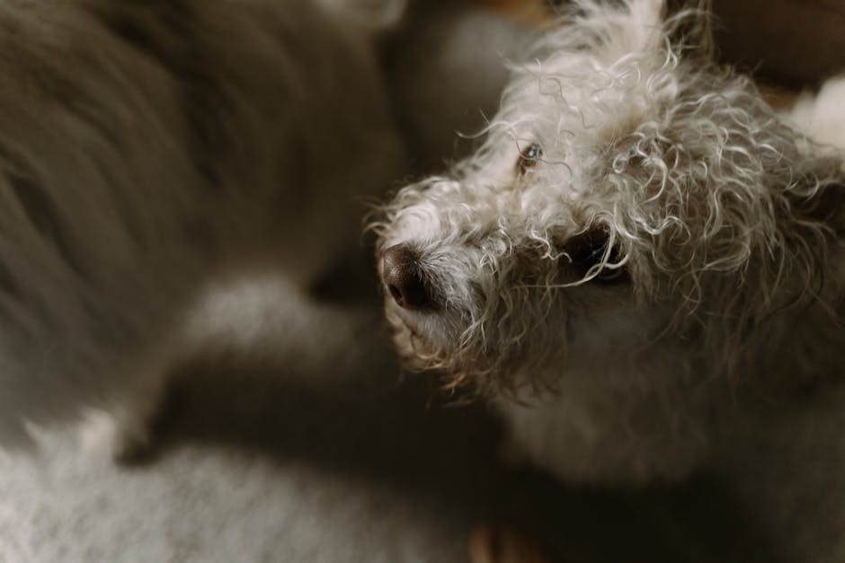 Pretjerano linjanje kod pasa: simptomi, uzroci i liječenje