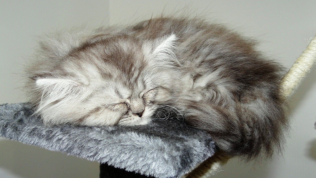 Razlika između pit bulla i američkog pit bull terijera