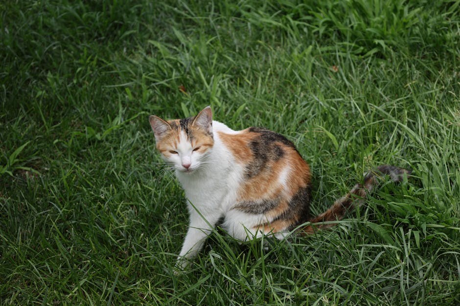 Trovanje nadomjesnom hormonskom terapijom kod pasa: simptomi, uzroci i liječenje