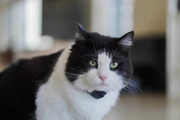 Degeneracija mrežnice kod pasa: simptomi, uzroci i liječenje