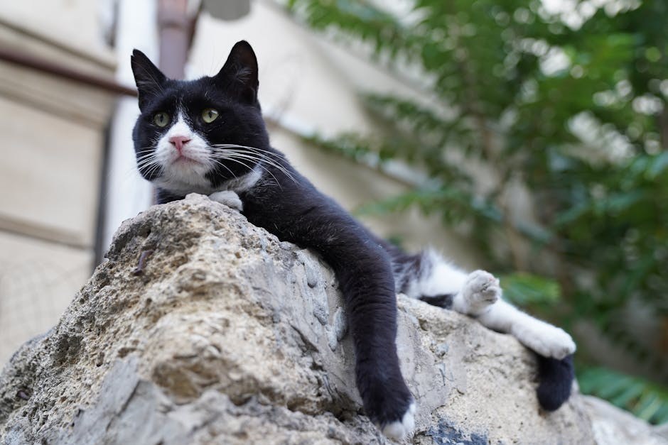 Trovanje nadomjesnom hormonskom terapijom kod pasa: simptomi, uzroci i liječenje