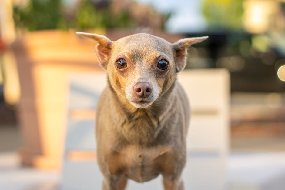 Rak bubrega kod pasa: simptomi, uzroci i liječenje