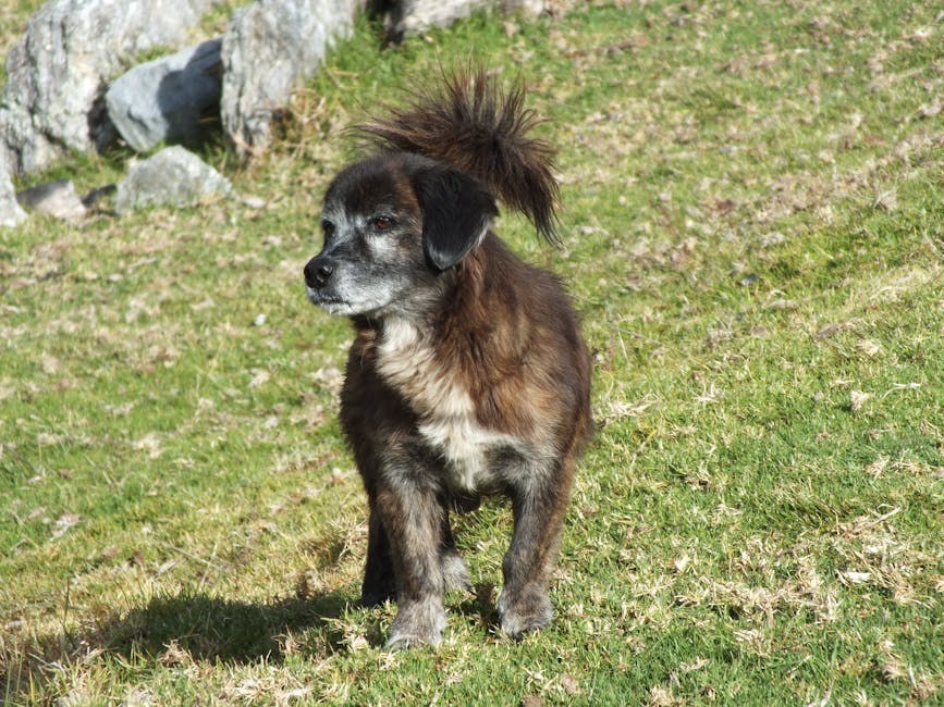 Rak bubrega kod pasa: simptomi, uzroci i liječenje