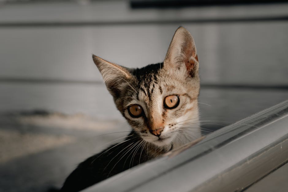 Hiperfosfatemija kod pasa: simptomi, uzroci i liječenje