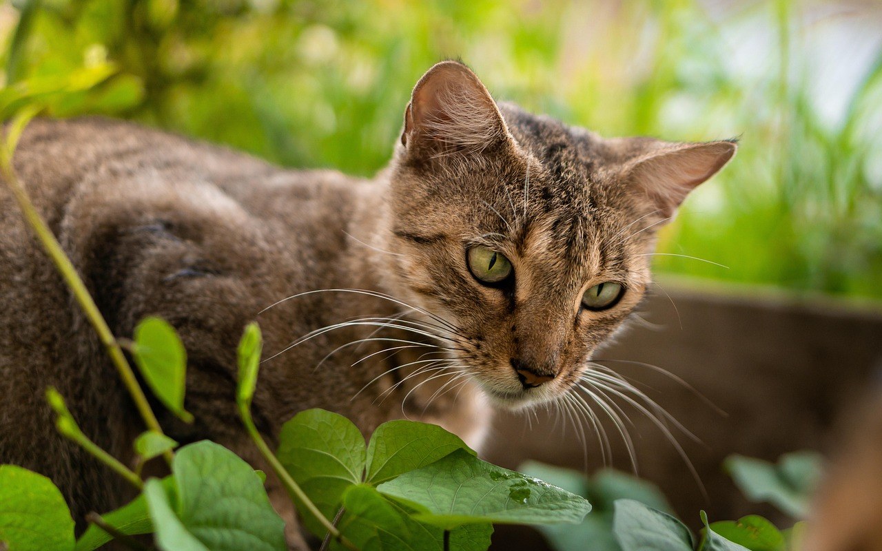 Zašto ljetna vrućina može biti pogubna za brahiocefalične (kratkonjuške) pse