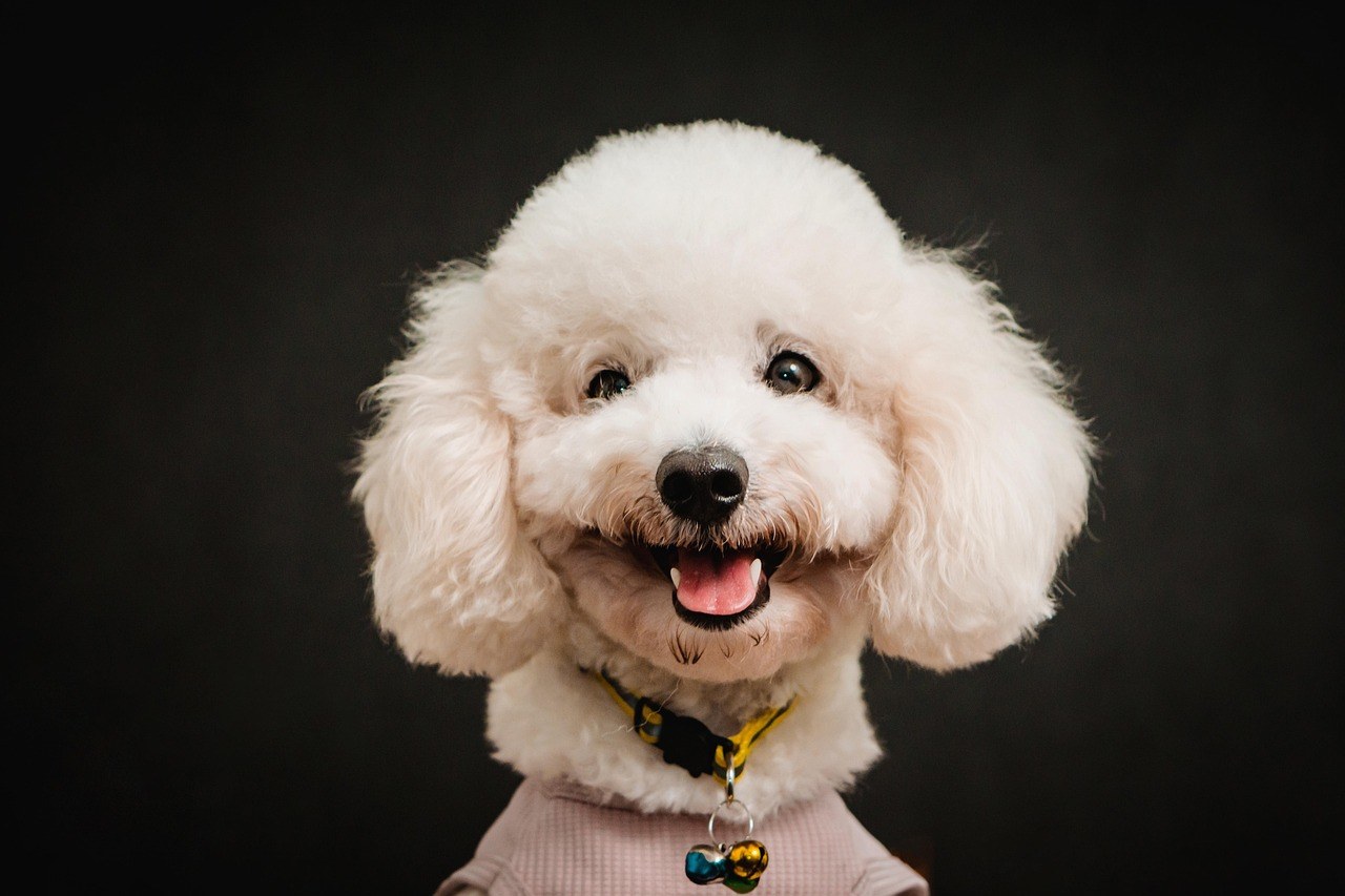 Zašto ljetna vrućina može biti pogubna za brahiocefalične (kratkonjuške) pse