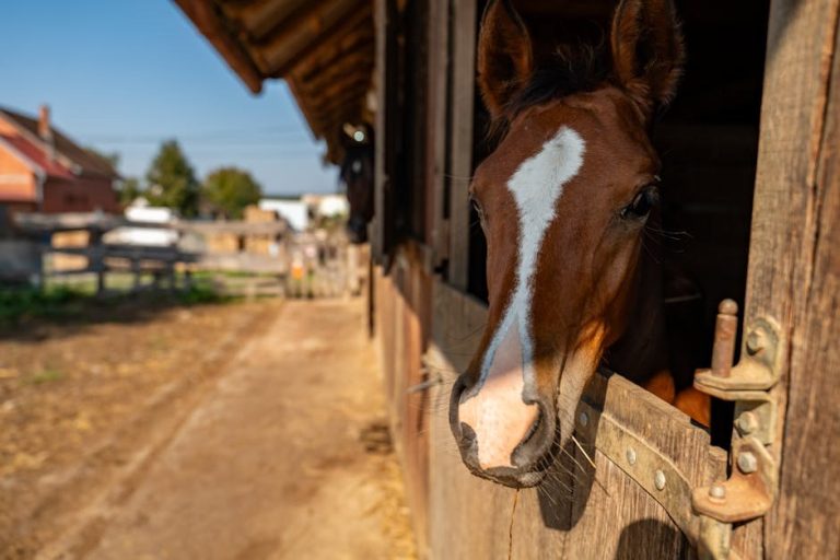 Crijevni tumor kod pasa: simptomi, uzroci i liječenje