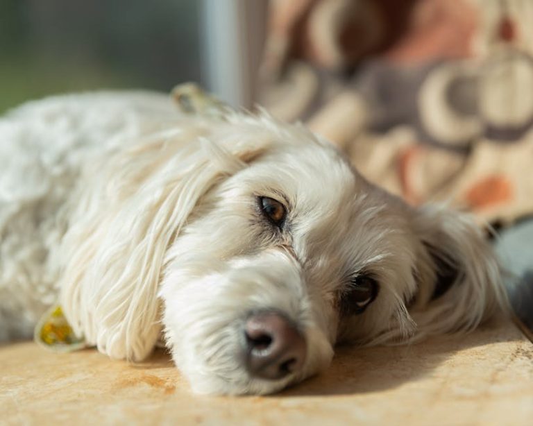 Neplodnost kod muških pasa: simptomi, uzroci i liječenje