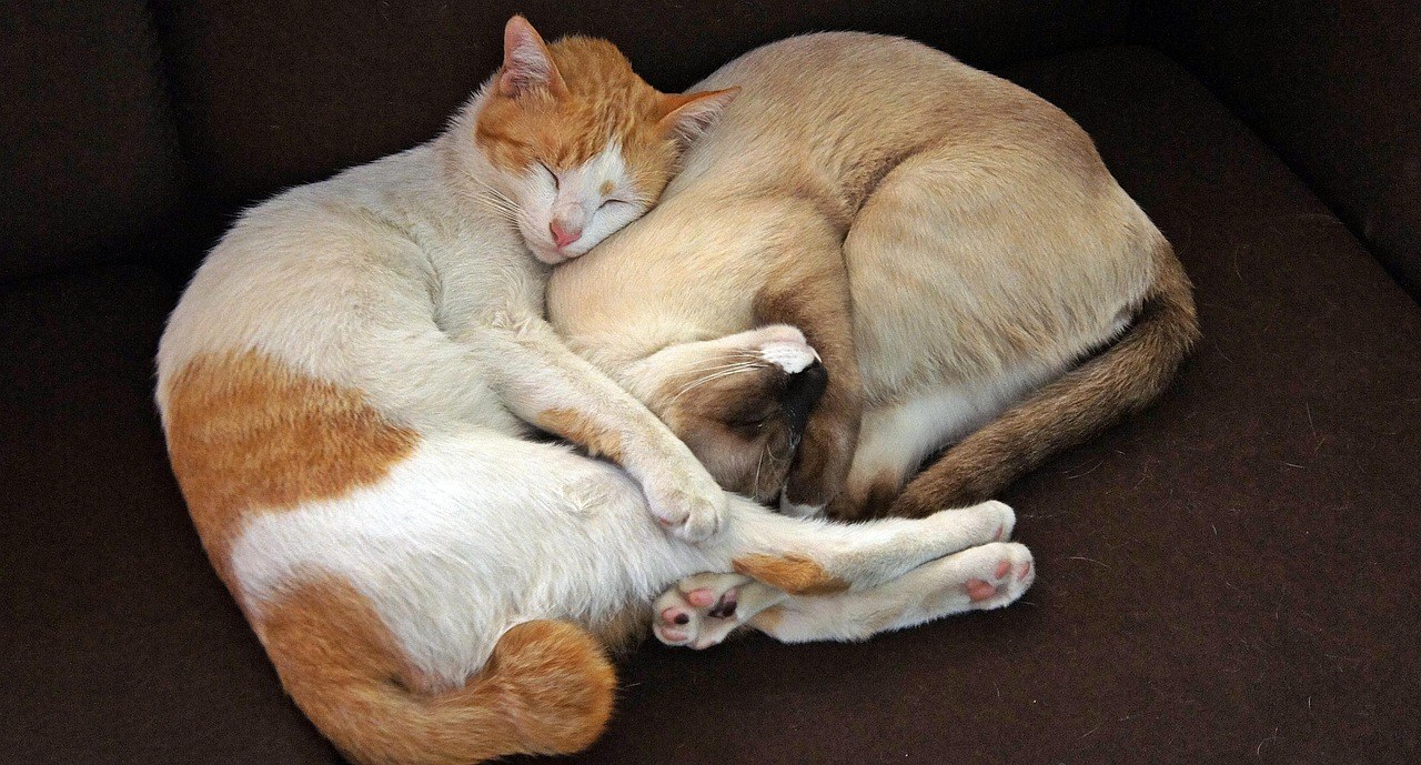Srčani električni zastoj kod pasa: simptomi, uzroci i liječenje