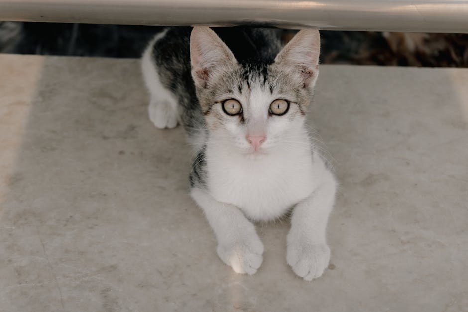 Upala površinskih vena kod pasa: simptomi, uzroci i liječenje