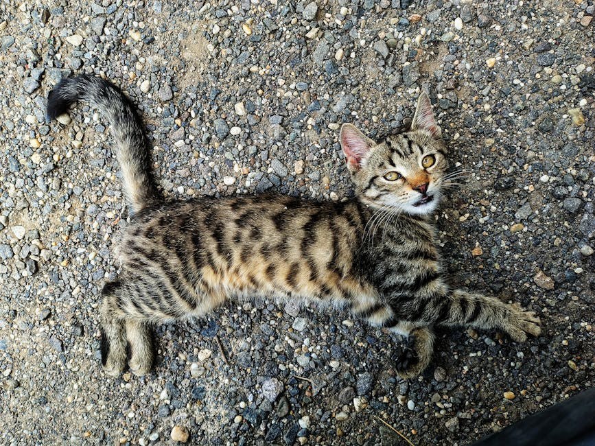 Upala površinskih vena kod pasa: simptomi, uzroci i liječenje