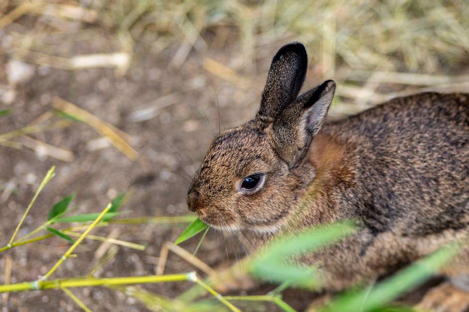 Upala površinskih vena kod pasa: simptomi, uzroci i liječenje