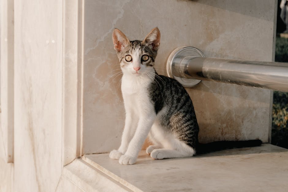 Upala površinskih vena kod pasa: simptomi, uzroci i liječenje