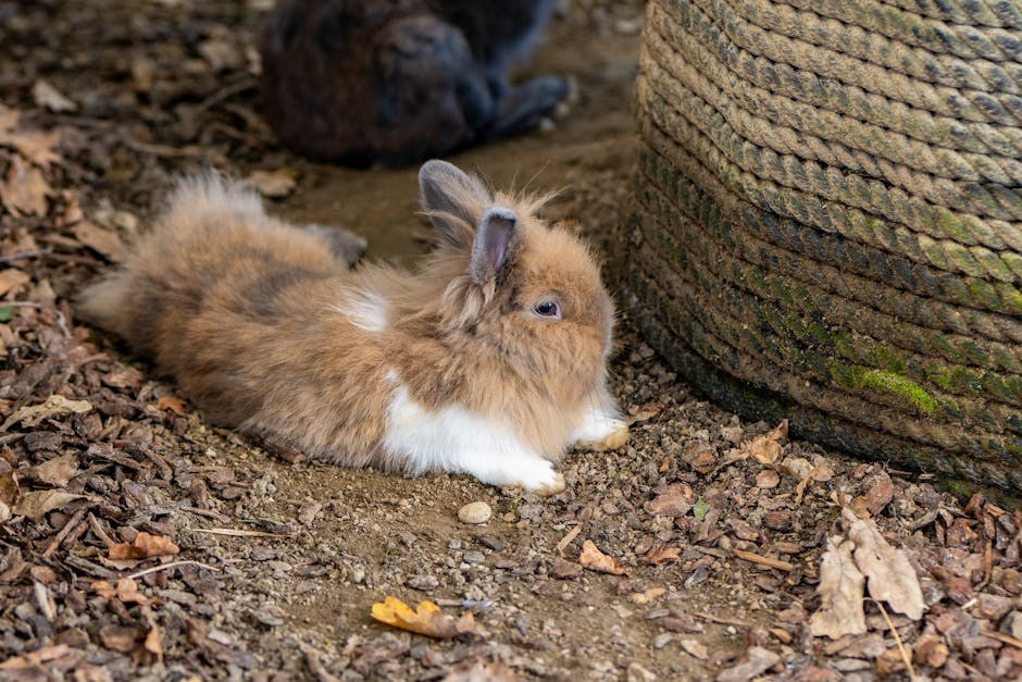 Nemogućnost izbočenja ili uvlačenja penisa kod pasa: simptomi, uzroci i liječenje