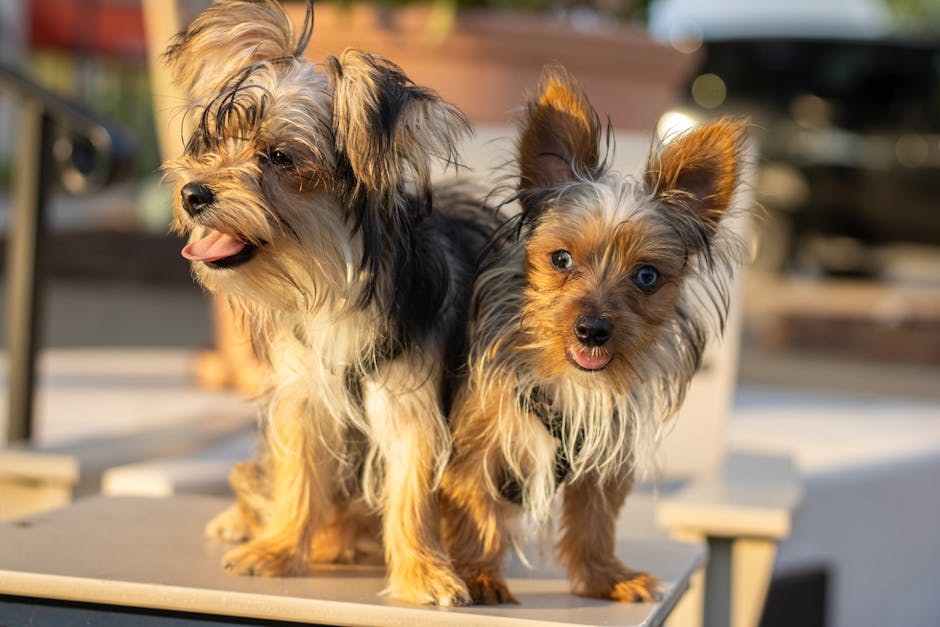 Nemogućnost izbočenja ili uvlačenja penisa kod pasa: simptomi, uzroci i liječenje