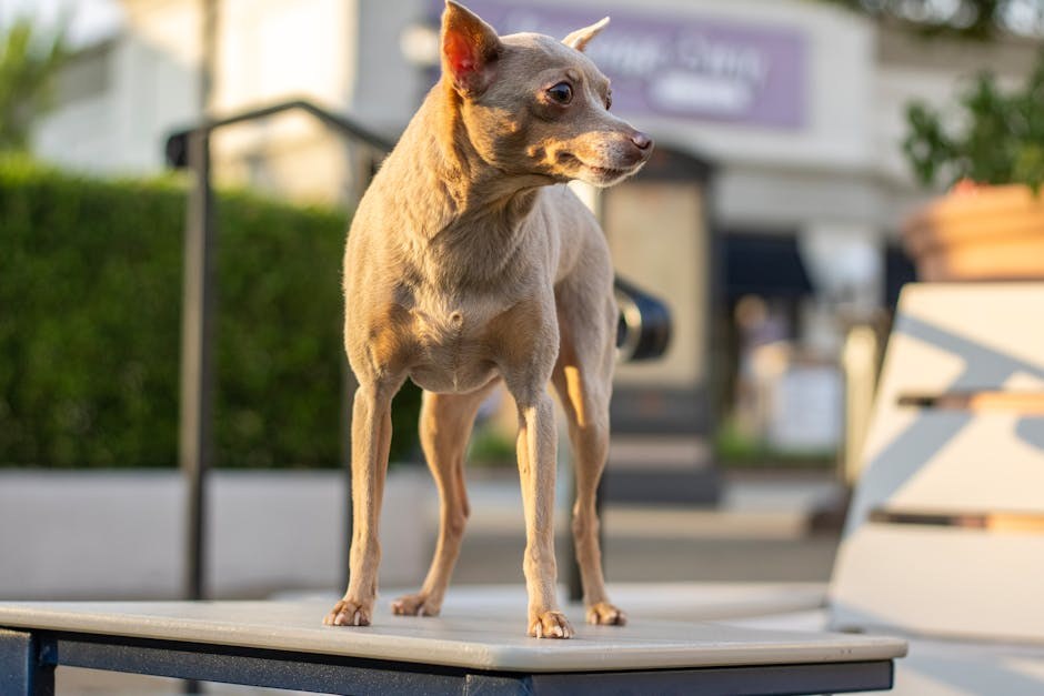 Nemogućnost izbočenja ili uvlačenja penisa kod pasa: simptomi, uzroci i liječenje