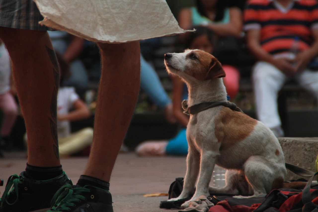 Zatajivanje srca zbog greške zaliska u pasa: simptomi, uzroci i liječenje