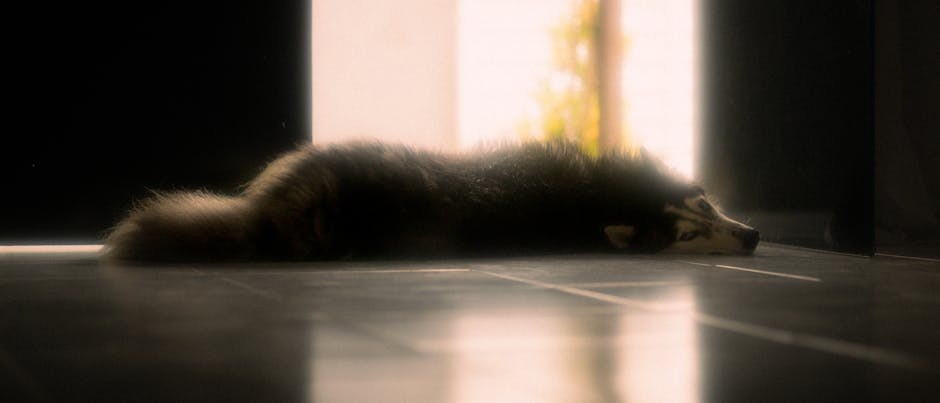 Key-Gaskellov sindrom kod pasa: simptomi, uzroci i liječenje