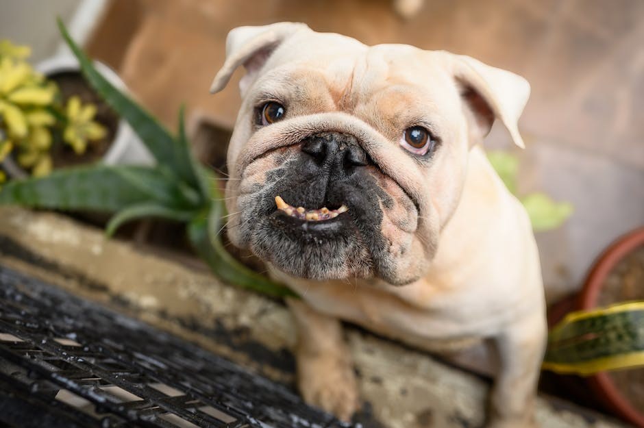 Koliko često treba kupati psa?