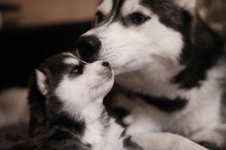 Potpuni vodič kroz uši psa i sluh