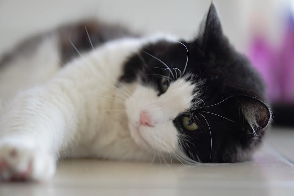 Prva pomoć kod gušenja psa