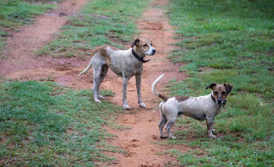Atrijski zastoj kod pasa: simptomi, uzroci i liječenje