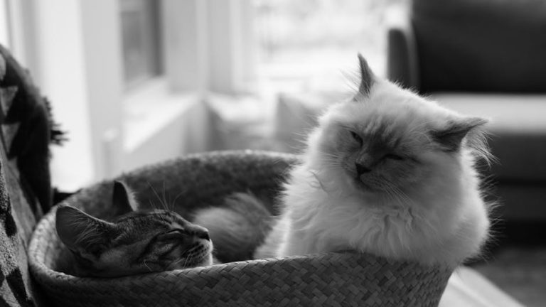 Atrijski zastoj kod pasa: simptomi, uzroci i liječenje