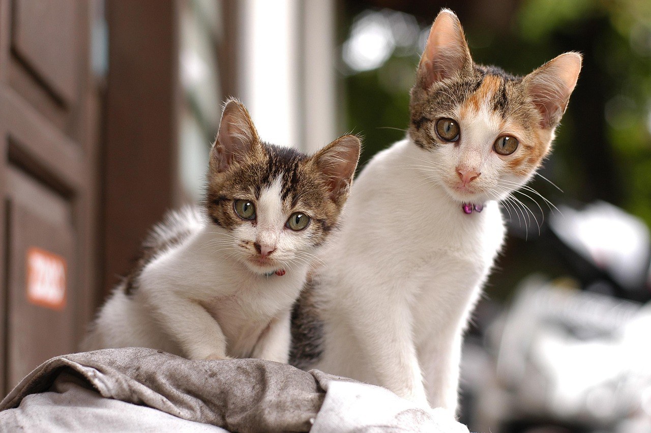 Atrijski prerani kompleksi kod pasa: simptomi, uzroci i liječenje