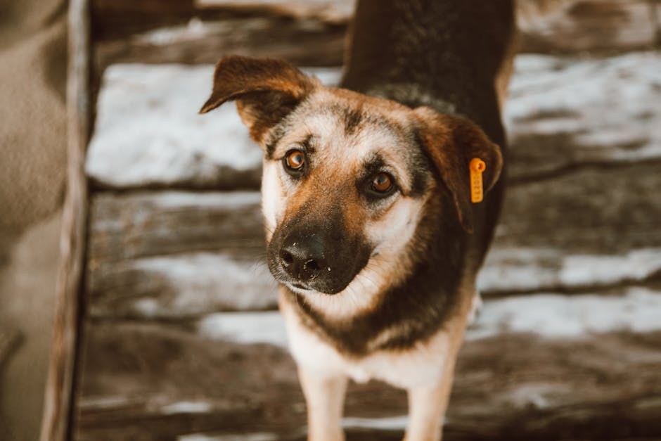 Tekućina u prsima pasa: simptomi, uzroci i liječenje