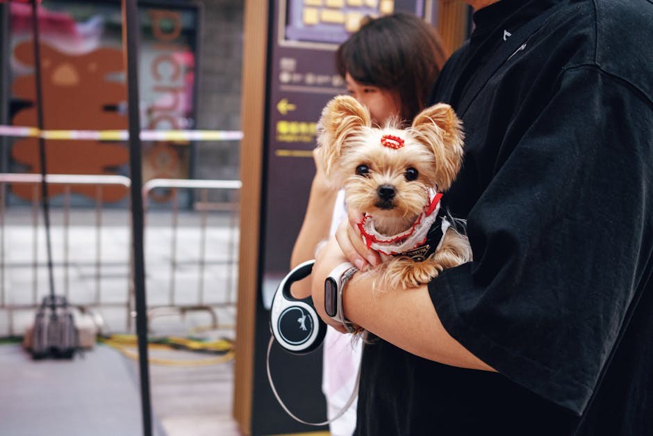 Glukozurija kod pasa: simptomi, uzroci i liječenje