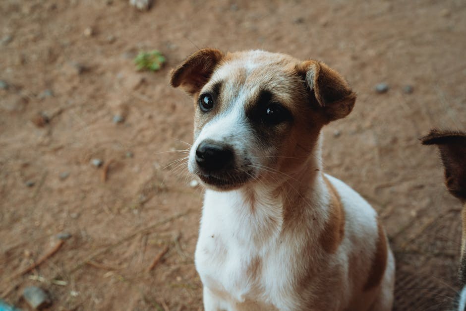 Glukozurija kod pasa: simptomi, uzroci i liječenje