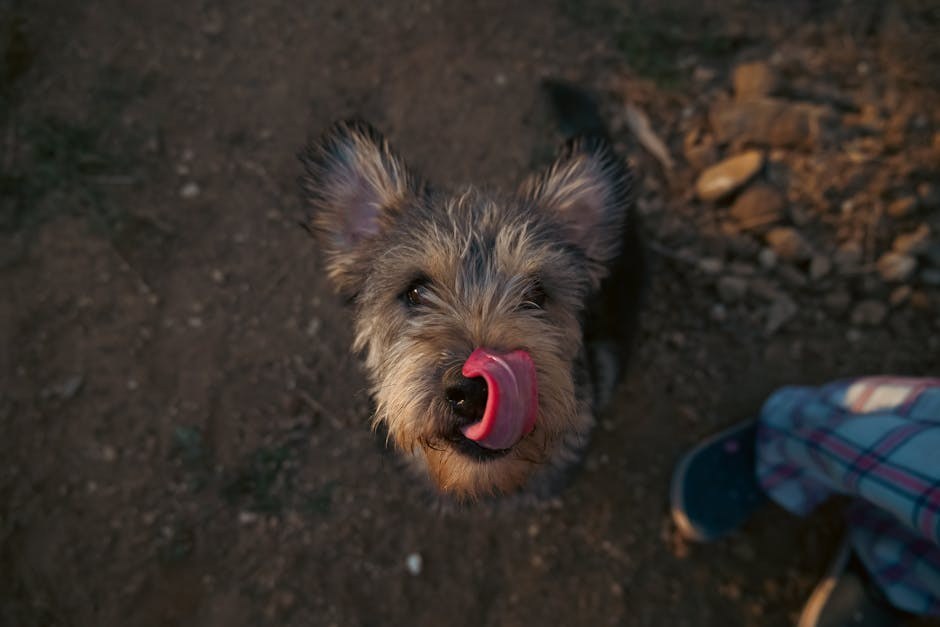 Što očekivati nakon sterilizacije ili kastracije psa