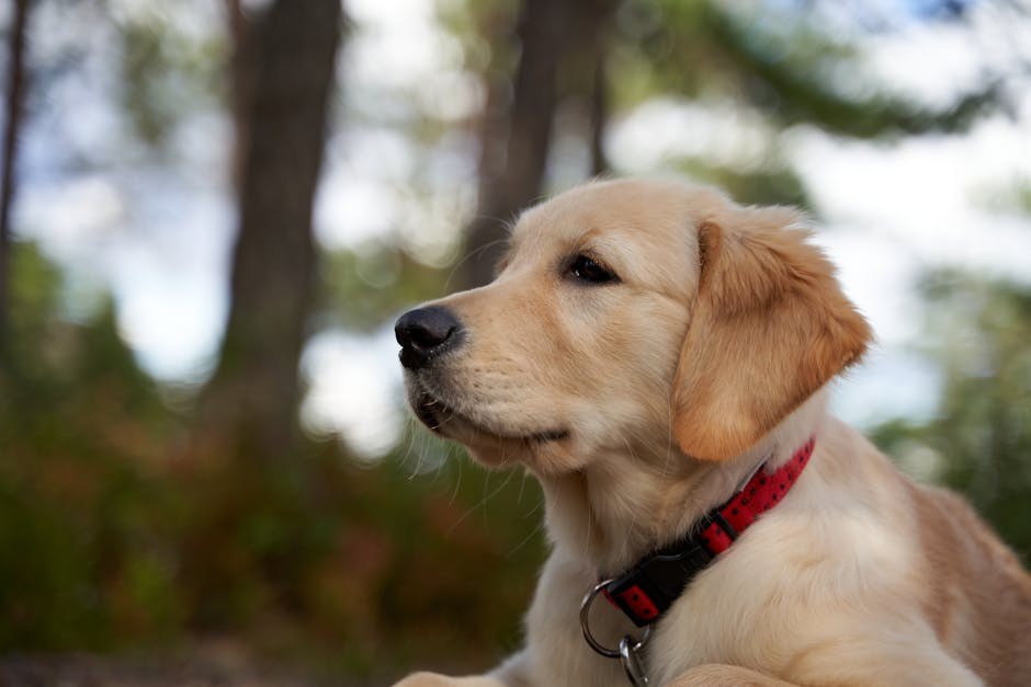 Kako prepoznati da vaš pas trpi bol
