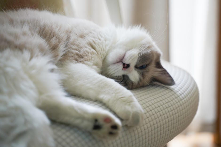 Aujeszkyjeva bolest kod pasa: simptomi, uzroci i liječenje