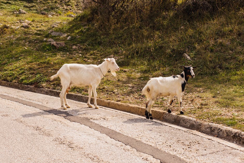 Sve o anaplazmozi kod pasa
