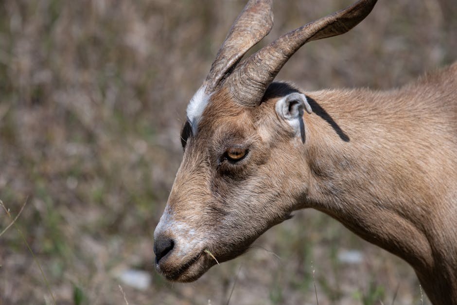 Sve o anaplazmozi kod pasa