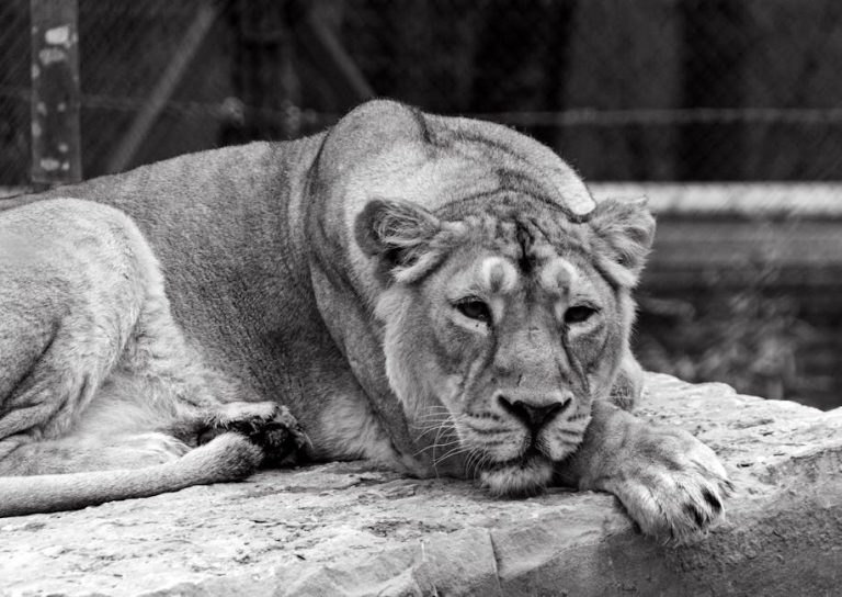 Niska proizvodnja paratireoidnog hormona kod pasa: simptomi, uzroci i liječenje